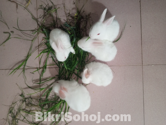Rabbit